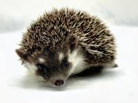 hedgehog photo