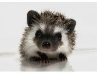hedgehog photo