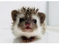 hedgehog photo