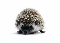 hedgehog photo