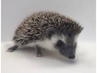 photo of hedgehog for sale