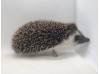 photo of hedgehog for sale