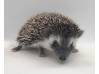 photo of hedgehog for sale
