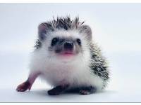 hedgehog photo