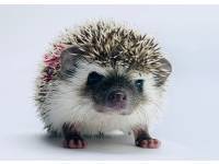 hedgehog photo