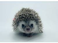 hedgehog photo