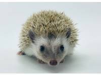 hedgehog photo