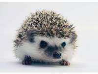 hedgehog photo