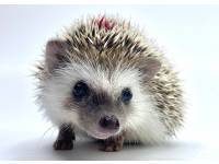 hedgehog photo