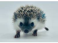 hedgehog photo