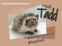 hedgehog photo