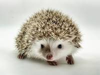 hedgehog photo