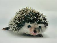 hedgehog photo