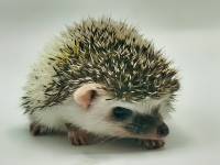 hedgehog photo