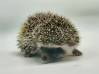 photo of hedgehog for sale