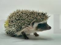 photo of hedgehog Tibben, for sale