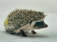 photo of hedgehog for sale