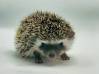 photo of hedgehog for sale