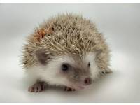 hedgehog photo