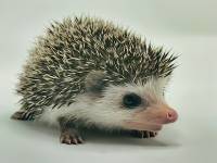 hedgehog photo