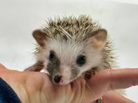 photo of hedgehog for sale