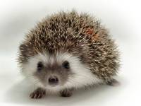 hedgehog photo