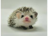 hedgehog photo