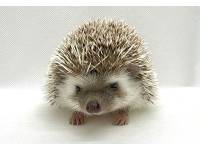 hedgehog photo