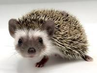 hedgehog photo