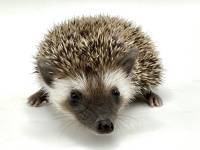 hedgehog photo