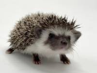 hedgehog photo