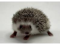 hedgehog photo