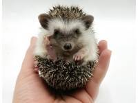 hedgehog photo