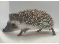 photo of hedgehog for sale