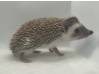 photo of hedgehog for sale