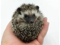 hedgehog photo