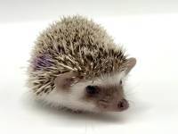 hedgehog photo