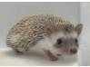 photo of hedgehog for sale