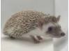 photo of hedgehog for sale