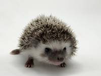 hedgehog photo