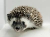 hedgehog photo