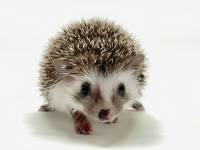 hedgehog photo