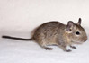 degus