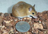 pygmy mice