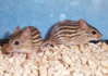 zebra mice