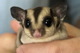 Sugar Glider