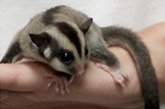Sugar Glider