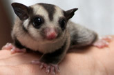 Sugar Glider