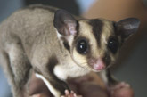 Sugar Glider
