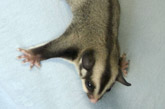 Sugar Glider